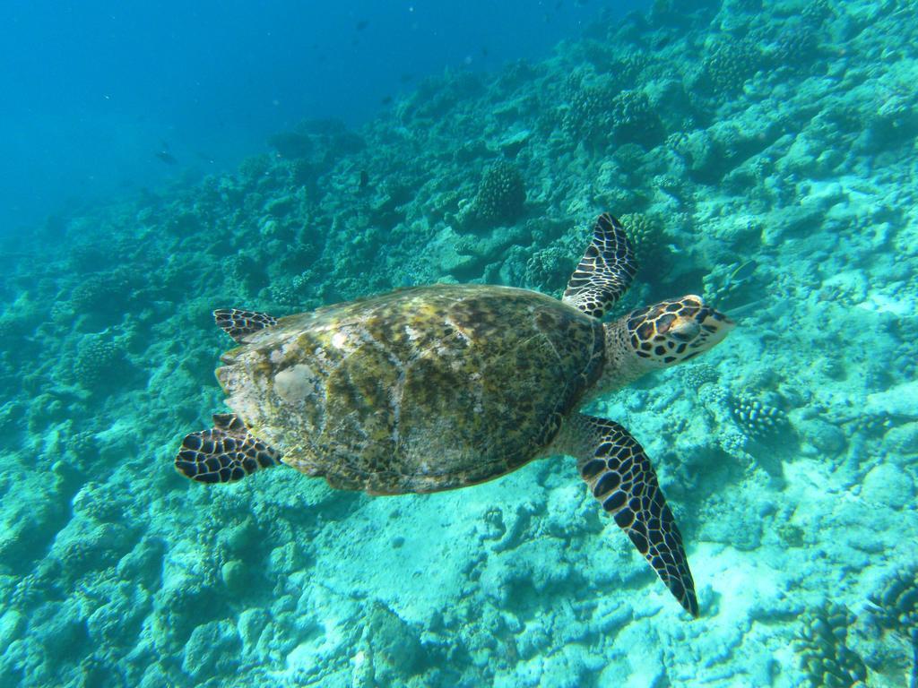 Rasdhoo Coralville Kültér fotó