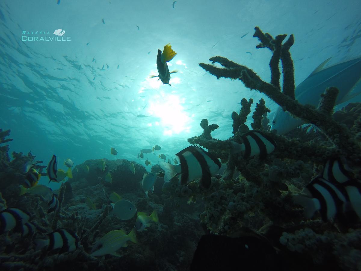 Rasdhoo Coralville Kültér fotó