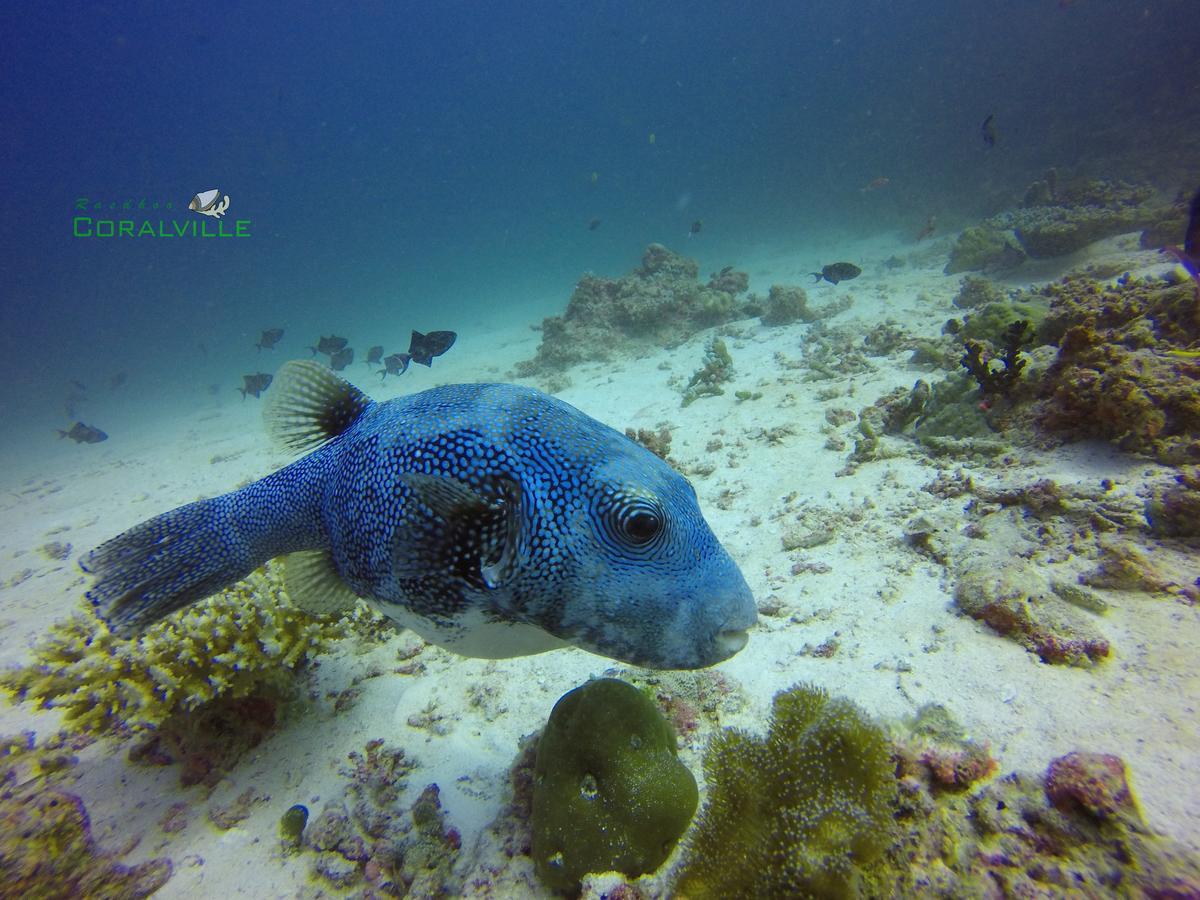Rasdhoo Coralville Kültér fotó